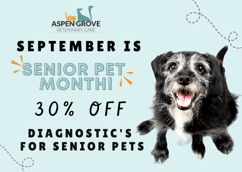 Carousel Slide 2: Senior Pet Month