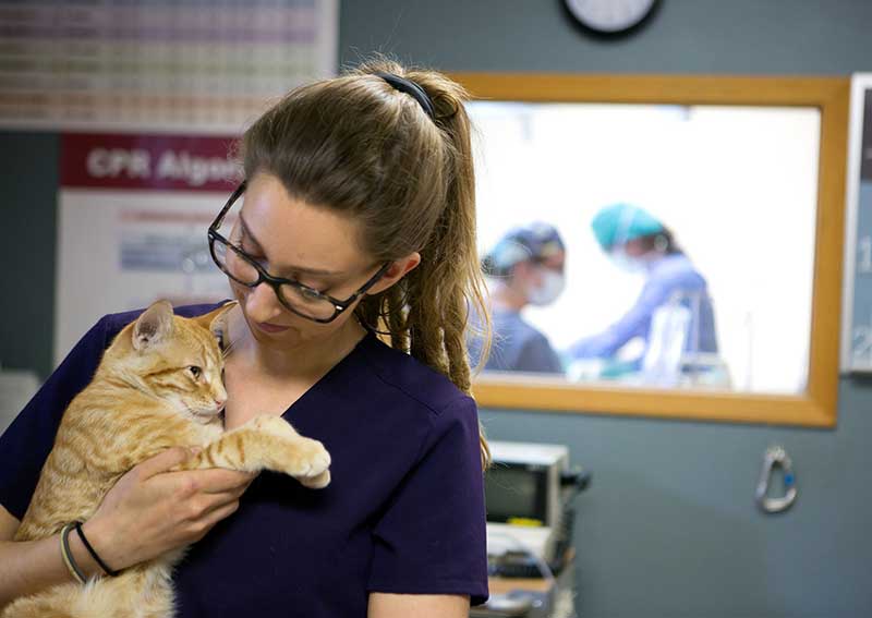 Carousel Slide 8: Cat veterinary care